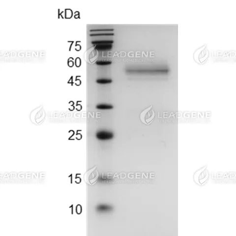SARS-CoV-2 Nucleocapsid Protein (Omicron B1.1.529 Variant), Tag Free, HEK293