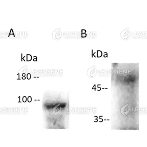 SARS-CoV-2 Virus-Like Particles B1.1.529 (Omicron)