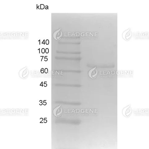 Human Respiratory Syncytial Virus B (RSV-B) Fusion Glycoprotein F0, Fc Tag, HEK293