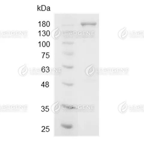 eSpCas9 (1.1)