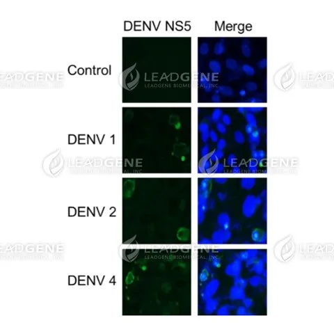 Anti-DENV NS5 Antibody [Clone 37-2]