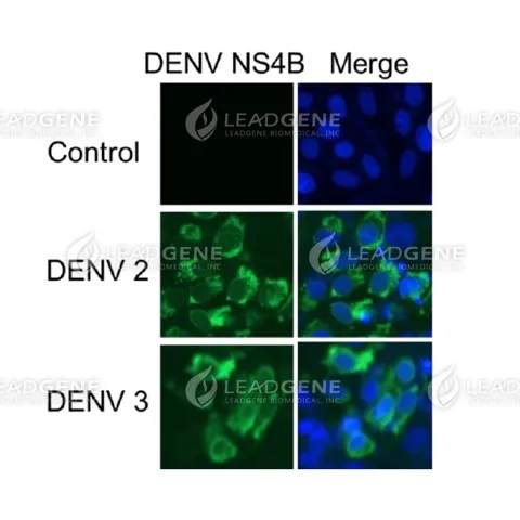 Immunofluorescence analysis of Anti-DENV NS4B Antibody [Clone 24-1] Control Vero cells (uninfected) and Virus (DENV 2,3) infection Vero cells were fixed in 4% PFA, permeabilized with PBS containing 0.1% Triton X-100. Cells were stained with mouse anti-DENV NS4B monoclonal antibody (1:400) followed by secondary antibodies (goat anti-Mouse IgG-iFluor 488, 1:400, green) and cell nuclei were stained with Hoechst 33342 (Blue).