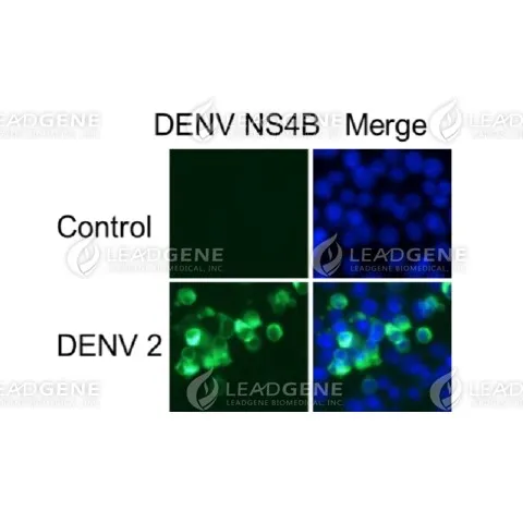 Anti-DENV NS4B Antibody [Clone 24-1]