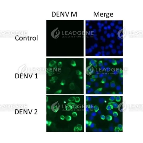 Anti-DENV M Antibody [Clone 31-1]