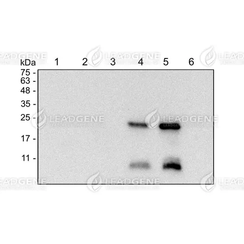 Western blotting analysis of Anti-DENV M Antibody [Clone 31-1] Virus infection Vero cell lysates were stained with mouse anti-DENV M monoclonal antibody at 1:1000 dilution. Lane 1: Vero cell lysate (10 μg), Lane 2: ZIKV infection (10 μg), Lane 3: DENV1 infection (10 μg), Lane 4: DENV2 infection (10 μg), Lane 5: DENV3 infection (10 μg), Lane 6: DENV4 infection (10 μg).