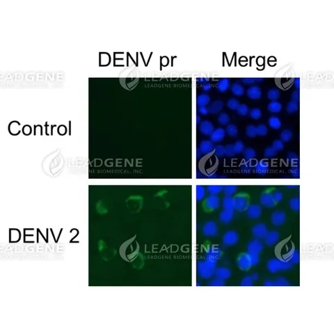 Anti-DENV pr Antibody [Clone 47-2]