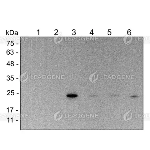 Western blotting analysis of Anti-DENV pr Antibody [Clone 47-2] Virus infection BHK cell lysates were stained with mouse anti-DENV pr monoclonal antibody at 1:1000 dilution. Lane 1: BHK cell lysate (10 μg), Lane 2: ZIKV infection (10 μg), Lane 3: DENV1 infection (10 μg), Lane 4: DENV2 infection (10 μg), Lane 5: DENV3 infection (10 μg), Lane 6: DENV4 infection (10 μg).