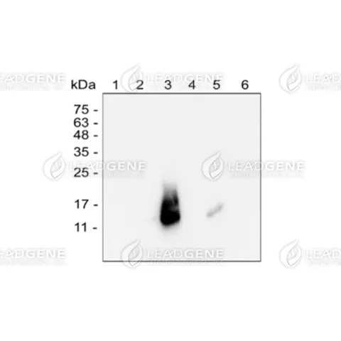 Western blotting analysis of DENV Capsid antibody (1:1000) Lane 1: ZIKV-infected C636 cell lysate Lane 2: DENV 1-infected C636 cell lysate Lane 3: DENV 2-infected C636 cell lysate Lane 4: DENV 3-infected C636 cell lysate Lane 5: DENV 4-infected C636 cell lysate Lane 6: C636 cell lysate