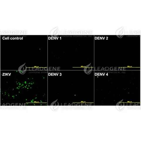 Anti-ZIKV NS1 Antibody [Clone ZK51]