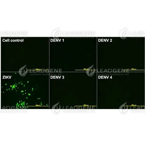 Anti-ZIKV NS1 Antibody [Clone ZK243]