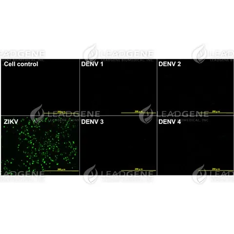 Anti-ZIKV E Antibody [Clone 125-1]