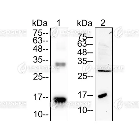 Western blotting analysis of Anti-IL-2 Antibody [Clone 62-2] Recombinant proteins and MCF-7 cell lysates were stained with mouse anti- IL-2 monoclonal antibody at 1:2000 dilution. Lane 1: recombinant IL-2 protein (100 ng). Lane 2: MCF-7 cell lysates (60 μg).