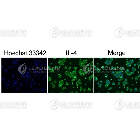 Anti-IL-4 Antibody [Clone 6-5]