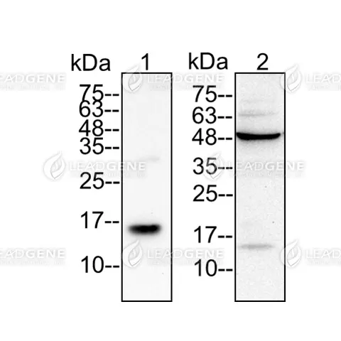 Western blotting analysis of Anti-IL-4 Antibody [Clone 6-5]