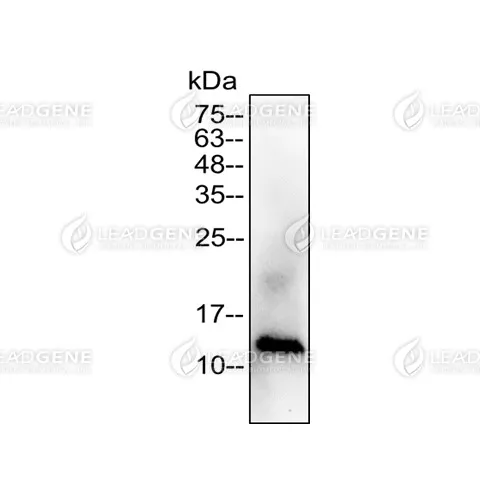 Western blotting analysis of Anti-IL-8 Antibody [Clone 58-1] Recombinant IL-8 protein (100 ng) was stained with mouse anti-IL-8 monoclonal antibody at 1:5000 dilution.