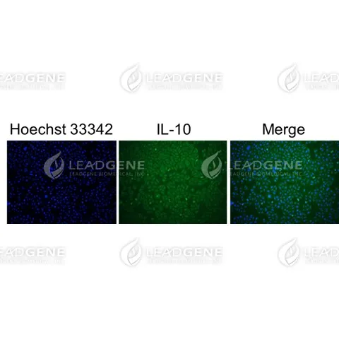 Anti-IL-10 Antibody [Clone 17-1]