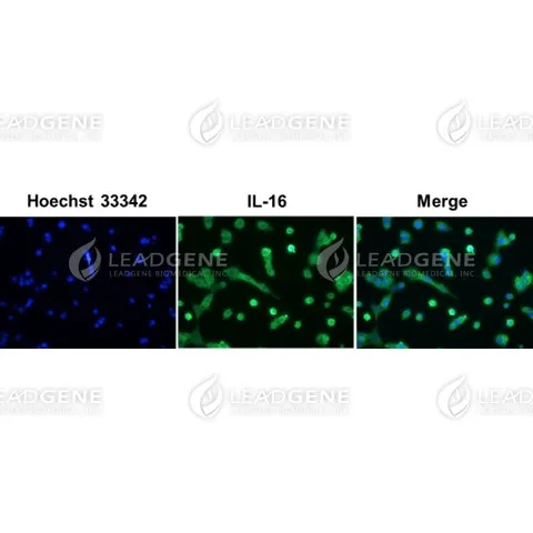 Anti-IL-16 Antibody [Clone 72-15]