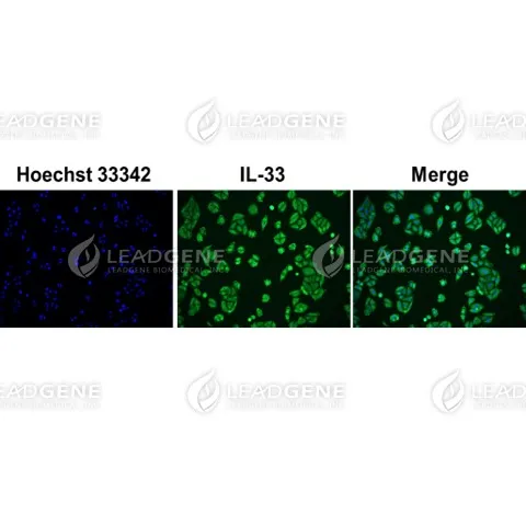 Anti-IL-33 Antibody [Clone 7E8]