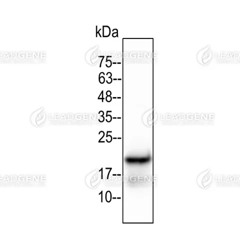 Western blotting analysis of Anti-IL-33 Antibody [Clone 7E8] Recombinant IL-33 protein (50 ng) was stained with mouse anti-IL-33 monoclonal antibody at 1:5000 dilution.