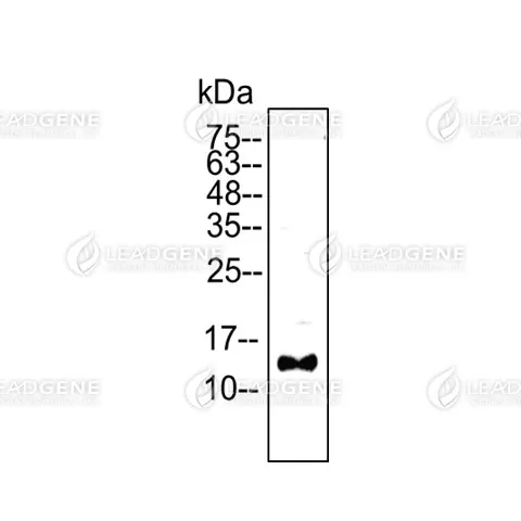 Western blotting analysis of Anti-CXCL12 Antibody [Clone 69-2] HeLa cell lysates (30 μg) were stained with mouse anti-CXCL12 monoclonal antibody at 1:5000 dilution.
