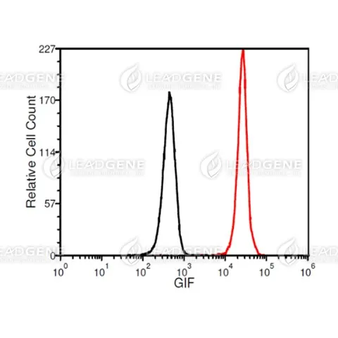 FACS analysis of Anti-GIF Antibody [Clone 50-1] K562 cells were stained with mouse anti-GIF monoclonal antibody at 2 μg/ml (red) and without antibody control (black).