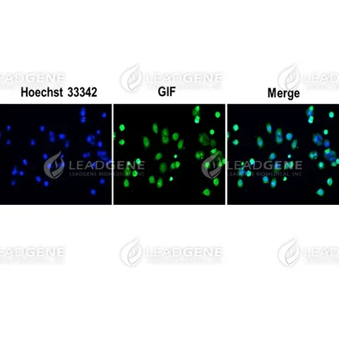 Anti-GIF Antibody [Clone 50-1]