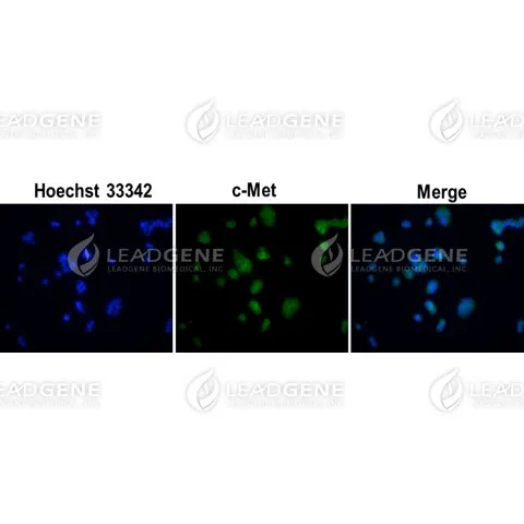 Anti-c-Met Antibody [Clone 4A9]