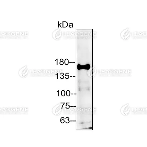 Western blotting analysis of Anti-c-Met Antibody [Clone 4A9] HeLa cell lysates (50 μg) were stained with mouse anti-c-Met monoclonal antibody at 1:5000 dilution.