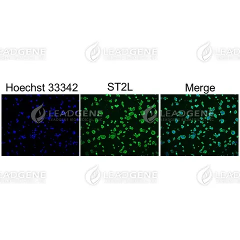 Anti-ST2L Antibody [Clone 9G15]