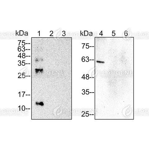 Western blotting analysis of Anti-TGF Beta 1 Antibody [Clone 51-3] Recombinant proteins and TGF beta 1, 2 or 3 transfected 293T cell lysates were stained with mouse anti-TGF beta 1 monoclonal antibody at 1:2000 dilution. Lane 1: recombinant TGF beta 1 protein (25 ng). Lane 2: recombinant TGF beta 2 protein (25 ng). Lane 3: recombinant TGF beta 3 protein (25 ng). Lane 4: TGF beta 1 transfected 293T cell lysates (30 μg). Lane 5: TGF beta 2 transfected 293T cell lysates (30 μg). Lane 6: TGF beta 3 transfected 293T cell lysates (30 μg).