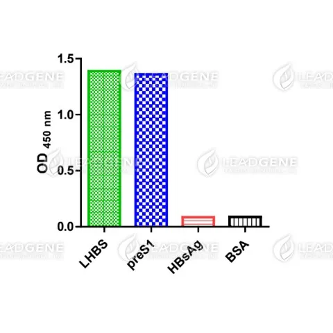 Anti-HBV PreS1 Antibody [Clone S101]