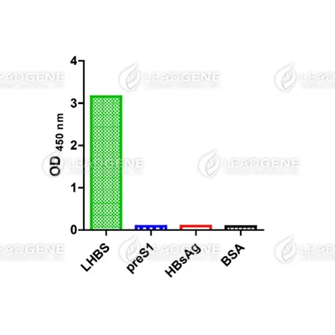 Anti-HBV PreS2 Antibody [Clone S201]