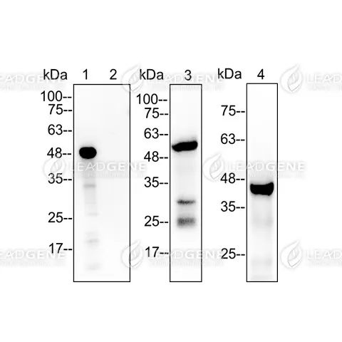 Western blotting analysis of Anti-PGA5 Antibody [Clone 85-5] Recombinant proteins and mouse stomach lysates were stained with mouse anti-PGA5 monoclonal antibody at 1:5000 dilution. Lane 1: Purified human pepsinogen I (25 ng). Lane 2: Purified human pepsinogen II (25 ng). Lane 3: Mouse stomach lysate (30 μg). Lane 4: Human gastric juice (10 μL).