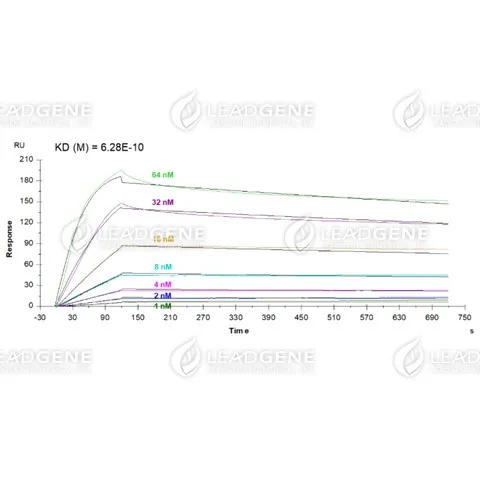 Multi-cycle kinetic analysis of Human anti-SARS-CoV &amp; CoV-2 NP Antibody (IgG) to Human SARS-CoV-2 Nucleocapsid protein by using Biacore T200.