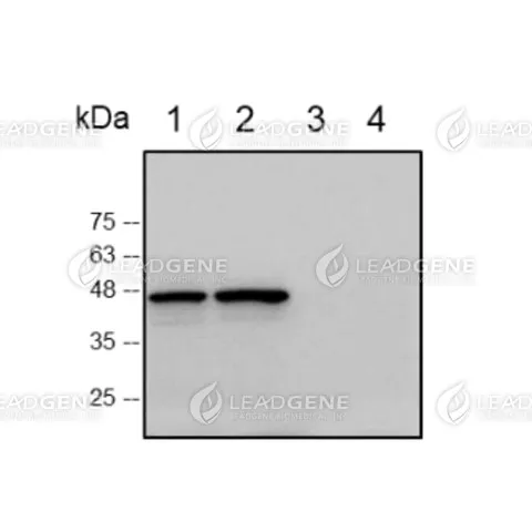 Western blotting analysis of Human anti-SARS-CoV &amp; CoV-2 NP antibody (IgG) (1:1000) Lane 1: 293T control lysate Lane 2: SARS-CoV-2 VLP