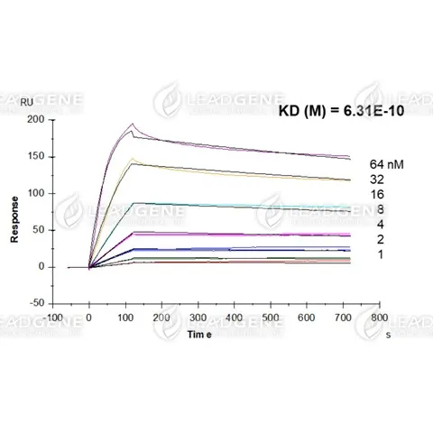 Multi-cycle kinetic analysis of Human anti-SARS CoV &amp; CoV-2 NP Antibody (IgG) to Human SARS CoV-2 Nucleocapsid protein by using Biacore T200.