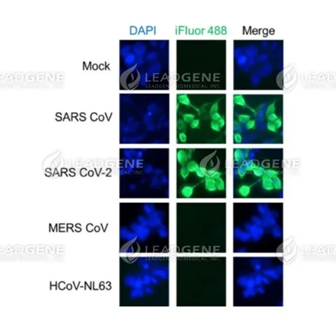 Anti-SARS-CoV & CoV-2 NP Antibody Set