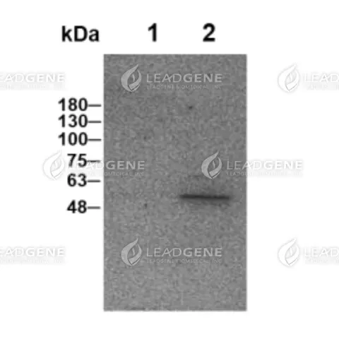 Western blotting analysis of Human anti-SARS-CoV &amp; CoV-2 NP antibody (IgG) (1:1000) Lane 1 : HEK293 lysate Lane 2 : SARS CoV-2 VLP