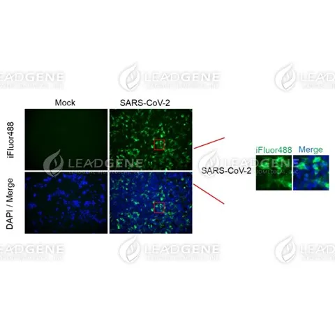 Anti-SARS-CoV & CoV-2 Spike IgG Antibody [Clone CR3022]