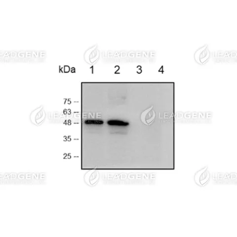Western blotting analysis of Mouse anti-SARS-CoV &amp; CoV-2 NP mAb, clone 102-7 (1:1000)