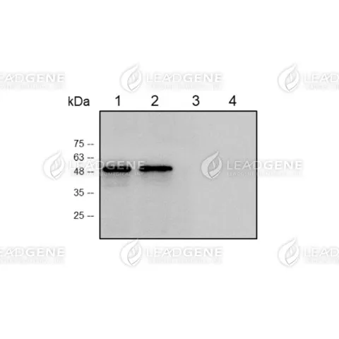 Western blotting analysis of Mouse anti-SARS-CoV &amp; CoV-2 NP mAb, clone 109-5 (1:1000) Lane 1 : SARS-CoV-2 NP Lane 2 : SARS-CoV NP Lane 3 : MERS-CoV NP Lane 4 : HCOV-NL63 NP