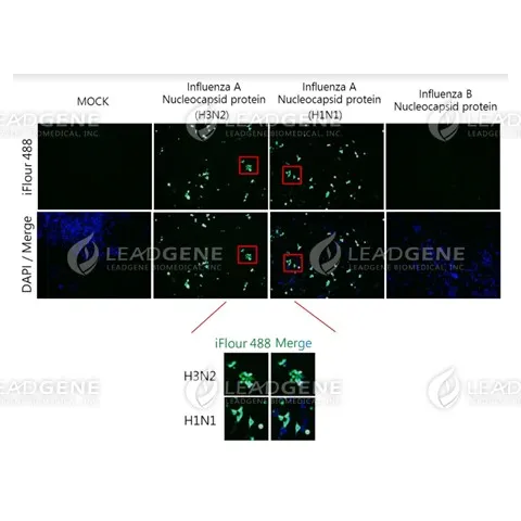 Anti-Influenza A Virus NP Antibody [Clone LGA4]