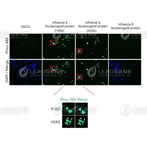 Anti-Influenza A Virus NP Antibody [Clone LGA7]