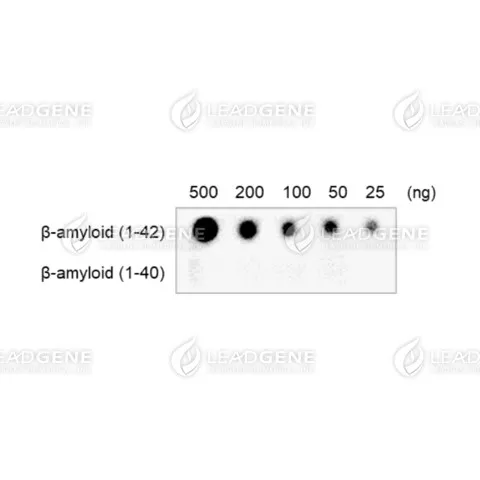 Dot blot analysis of Anti-β-amyloid (1-42) Antibody [clone 85-1].