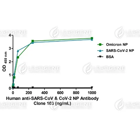 Anti-SARS-CoV & CoV-2 NP Antibody [Clone 103]