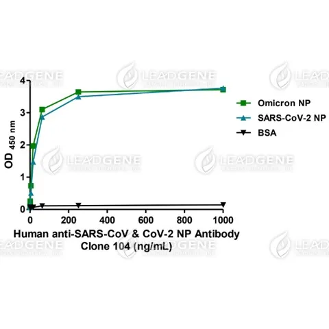 Anti-SARS-CoV & CoV-2 NP Antibody [Clone 104]