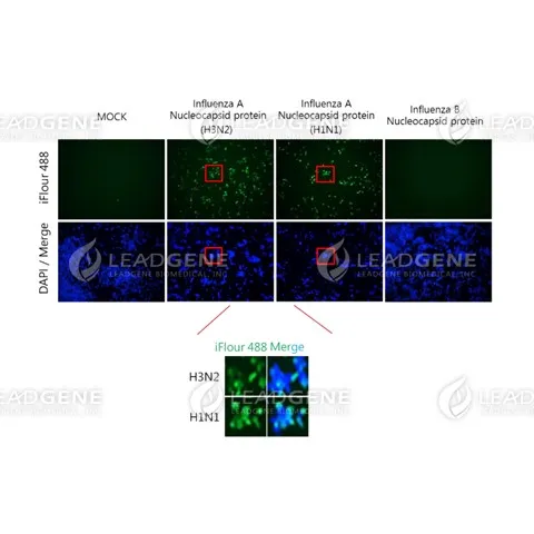 Anti-Influenza A Virus NP Antibody [Clone IA02]