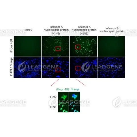 Anti-Influenza A Virus NP Antibody [Clone IA03]