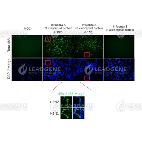 Anti-Influenza A Virus NP Antibody [Clone IA04]