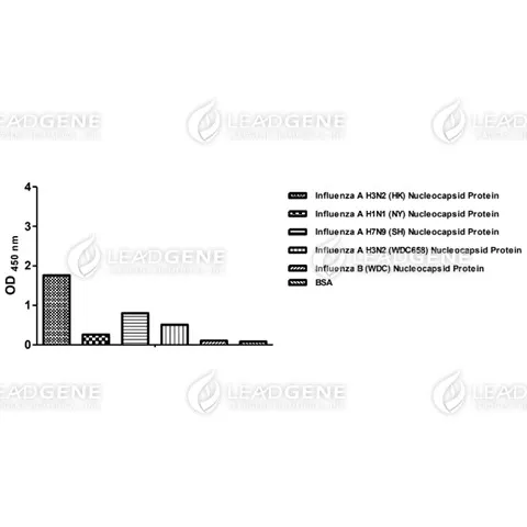 Anti-Influenza A Virus NP Antibody [Clone LGA3]